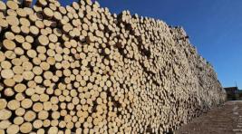 Две компании из Хабаровска вывезли леса на 3 млрд рублей