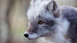 В Финляндии началось уничтожение норок и лис