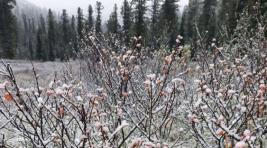 На юге Красноярского края выпал первый снег