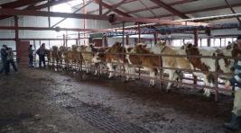 Фермеры Хакасии готовят скот для перевода в поля