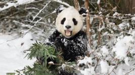 Китайские панды пришли в восторг от первого снега