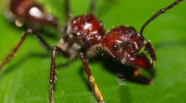 Боль и страдания: исследователь дал укусить себя тропическому муравью (ВИДЕО)
