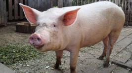 Свинья вышла победительницей из схватки с гонконгским мясником
