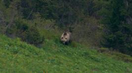 В «Ергаках» медведь напал на туристов: погиб подросток