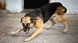 В Бейском районе собака напала на пенсионерку