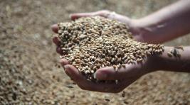 Турция вернула российское зерно в список беспошлинных товаров