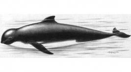 Ещё 200 дельфинов-гринд выбросились на берег в Новой Зеландии