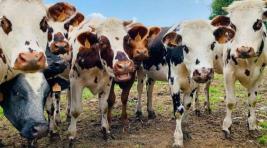 Абакан и Черногорск попали под карантин по узелковому дерматиту скота