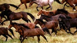 В Хакасии деревенский следователь отреагировал на кражу 40 лошадей... никак
