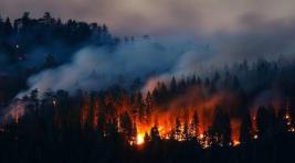 В Хакасии лесной пожар уничтожил 200 гектаров леса