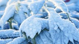 Хакасии угрожают заморозки