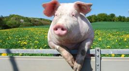 Польша решила отгородиться от свиней из Украины забором