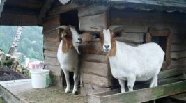 В Туве бизнес начал разводить высокомолочных коз