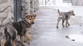 В Чите ввели режим повышенной готовности из-за собак