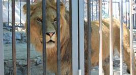 В Саратове девочка пострадала из-за нападения льва