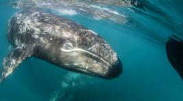К берегам Камчатки приплыли редкие киты