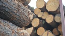 Минприроды Хакасии предостерегает лесопользователей