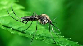 Специалисты предупредили о нашествии комаров в России