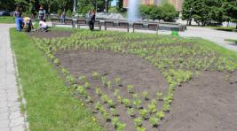 В Абакане начали высаживать клумбы