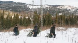 В Хакасии поймали елочных браконьеров