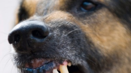 В Саяногорске собаки загрызли женщину: заведено уголовное дело