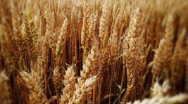 Производители муки пожаловались на дорожающую пшеницу