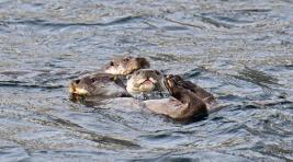 Забавный ритуал выдр заснят фотоловушкой в  Саяно-Шушенском заповеднике