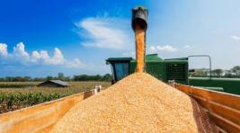 МИД РФ: Страны Африки обращаются к России с просьбой помочь с зерном
