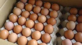 В Омской области найдена свалка куриных яиц