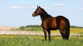 В Хакасии задержаны похитители 44 лошадей