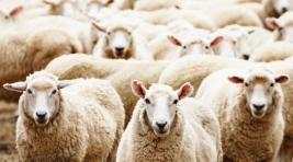Фермера из Хакасии оштрафовали за хранение трупа овцы