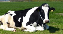 В Болгарии помиловали беглую корову