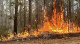Глава МЧС РФ прибыл в Карелию, где ухудшается обстановка с лесными пожарами