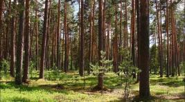 Хакасия, внимание: с 4 мая в России вступят в силу новые лесные правила