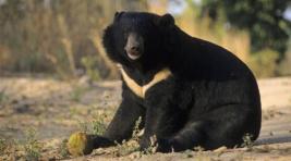 В Абаканском зоопарке завершается строительство новых вольеров для медведей