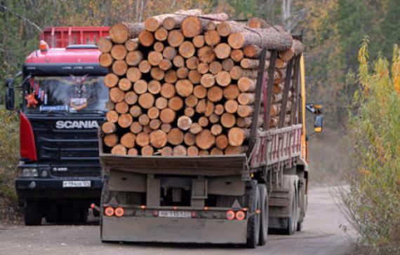 В Хакасии предпринимательнице дали четыре года за контрабанду леса