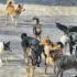 В Абакане и пригородах жалуются на бродячих псов