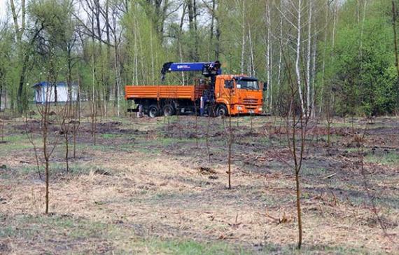 В городском парке Абакана высадили яблоневый сад