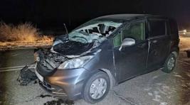 В Хакасии автолюбитель сбил лошадь