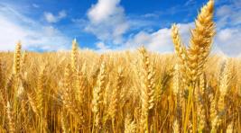 Цены на российскую пшеницу обновили максимум