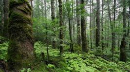 ОНФ подготовил доклад «Российский лес» с предложениями