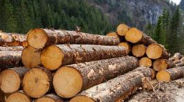 В Красноярском крае переходят на онлайн-торговлю древесиной