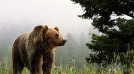 В парке "Ергаки" медведь напал на туристов: пострадал ребенок