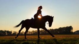 В Абакане пройдут соревнования по конному спорту