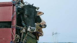 В ДТП в Красноярском крае погибли 35 коров