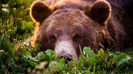 Медведь напал на туристов и ранил десятилетнего мальчика