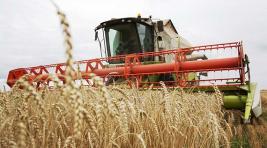 До последнего зерна: в Хакасии все еще убирают урожай