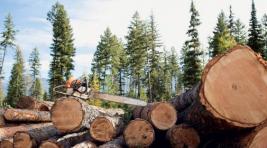 С начала года в Хакасии выявлено десять фактов незаконной рубки леса
