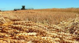 СМИ: Россия второй год подряд собирает рекордный урожай пшеницы