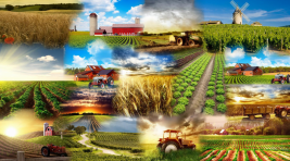 В Хакасии появится структура для развития сельхозбизнеса